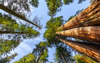 La Giornata Internazionale delle Foreste: il ruolo di innovazione e sostenibilità