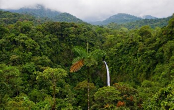 La riforestazione spiegata bene